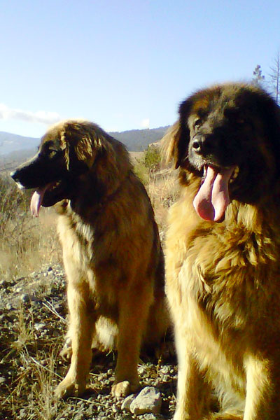 Rick's Leonberger dogs have always been part of the Mettler Construction Ltd team